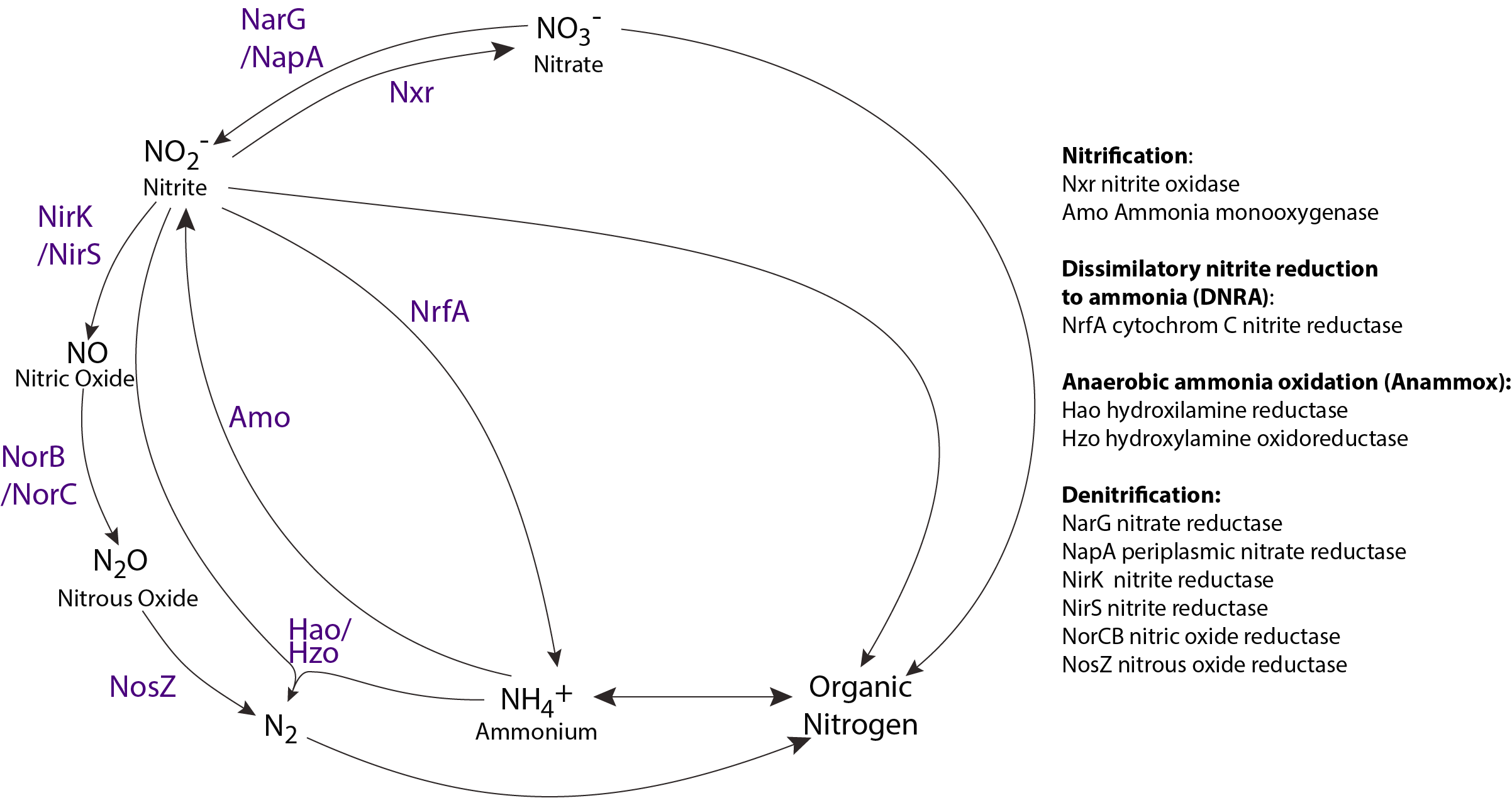 Nitrogen cycle